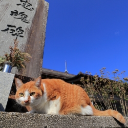 鎌倉駅から徒歩２分の司法書士法人グリーンウイングです。　相続・遺言・成年後見・遺産分割協議書の作成などを業務としています。鎌倉・逗子ほか全国対応可能です。